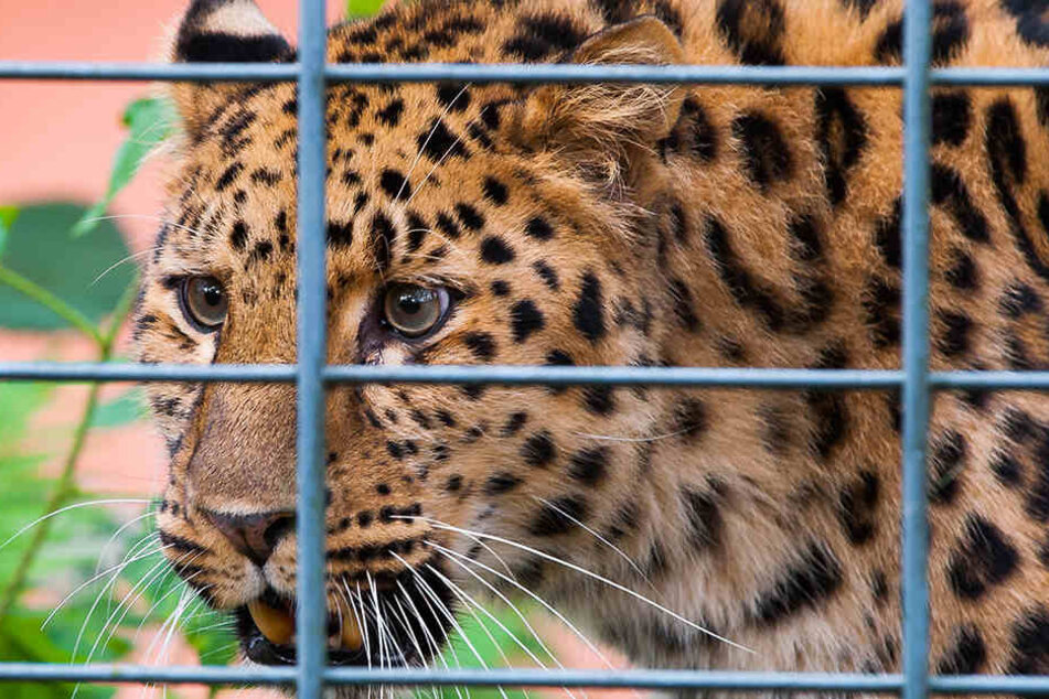 Amur-Leopard Timur (10) wohnt seit gestern im Amerika-Tierpark Limbach-Oberfrohna.