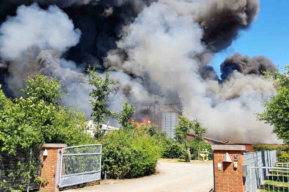 Bei dem schrecklichen Feuer starben 8000 Schweine.