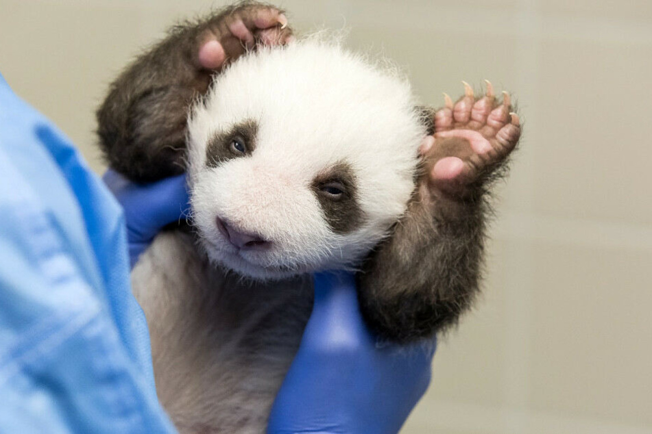 Die beiden Panda-Zwillinge haben erstmals die Augen geöffnet.