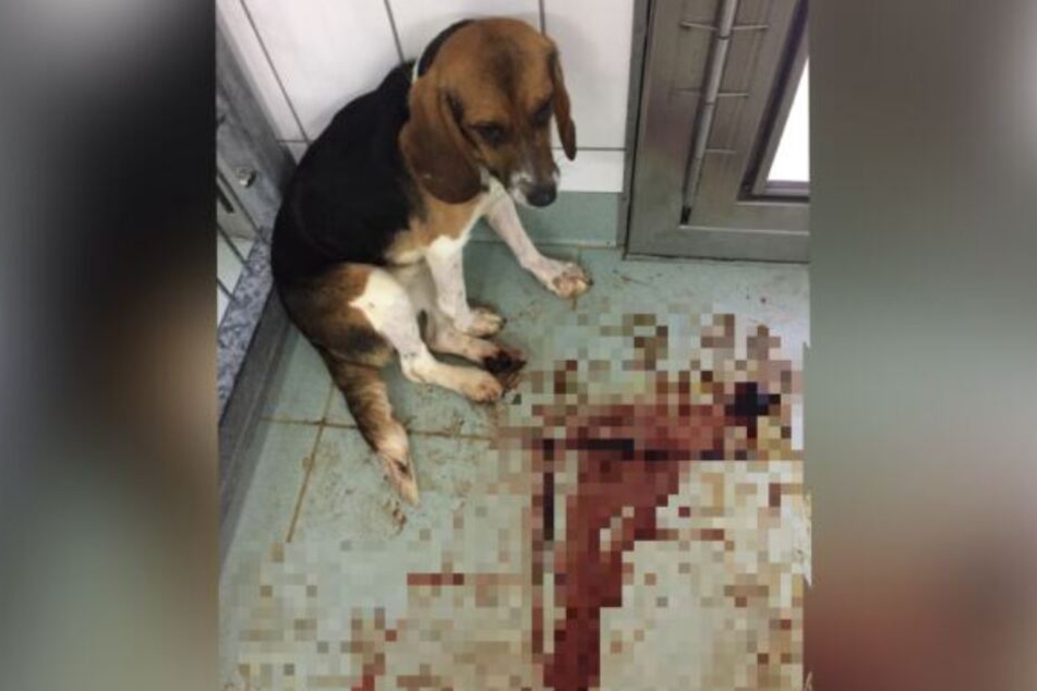 Ein Hund kauert in seinem blutverschmierten Zwinger im LPT.