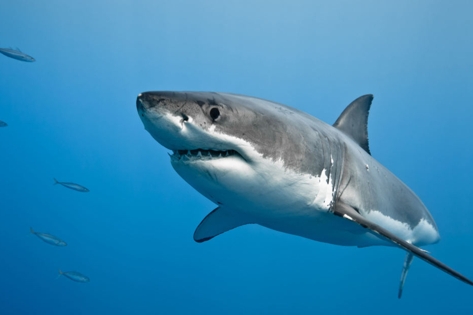 Seit Jahren gab es nur Gerüchte über angebliche Sichtungen. Nun wurde wissenschaftlich bestätigt: Der Weiße Hai kommt auch im Mittelmeer vor. (Symbolbild)
