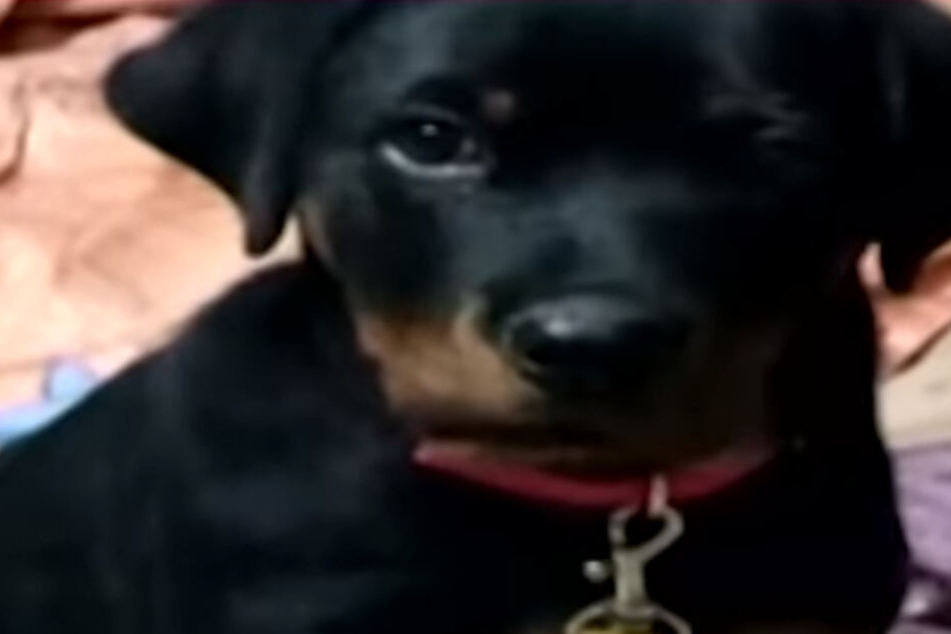 Dieser kleine Hund beschützte Kinder heldenhaft gegen eine Kobra.