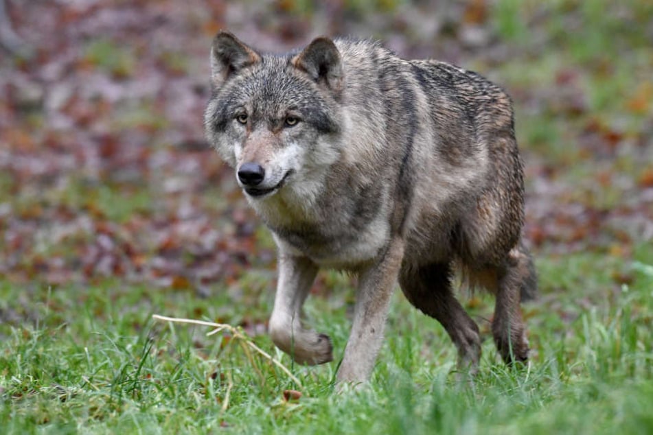 Offenbar tötete ein Wolf jetzt einen Hund in der Oberlausitz.