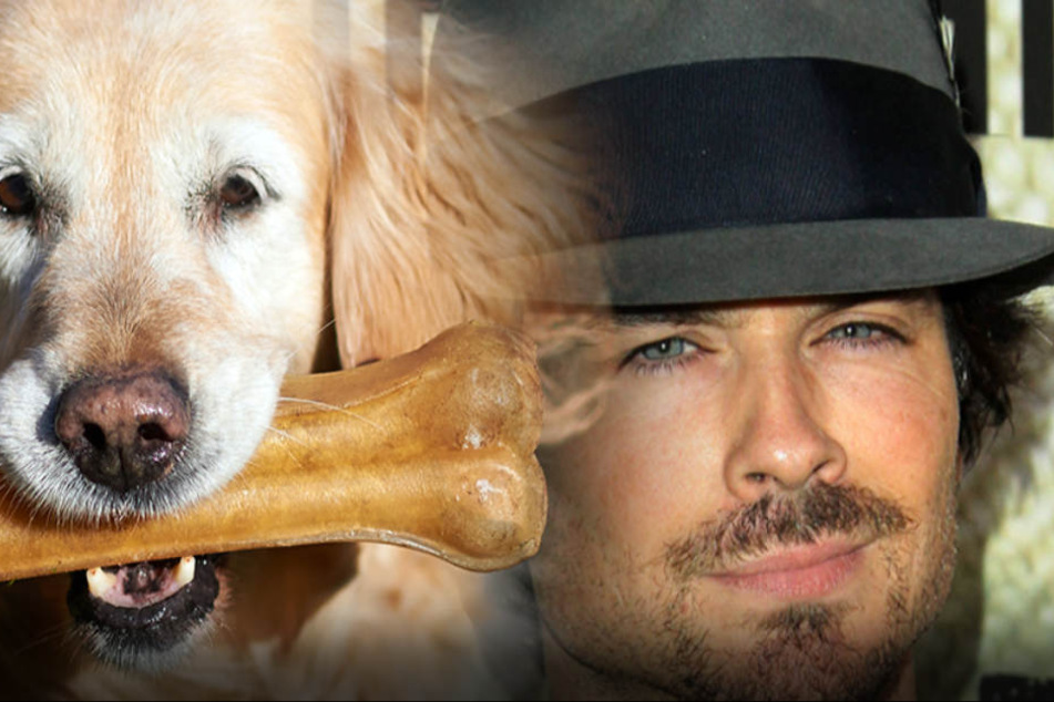 Hunde machen sexy... Ian Somerhalder liebt Hunde.