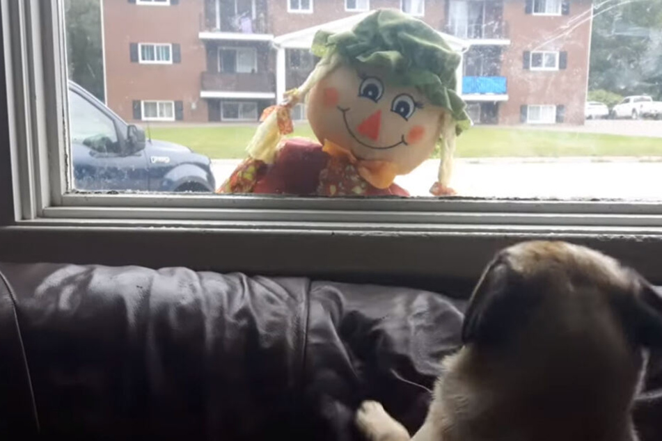 ALs die Vogelscheuche nach oben kommt, erschrickt sich der Hund.