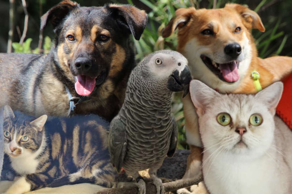 5 Besondere Tiere Was Diese Hunde Und Katzen Erlebt Haben