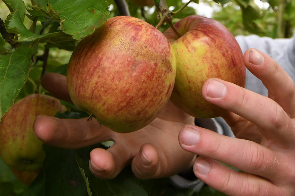 Die derzeitige Kälte sei für Landwirte kein Problem, sondern führe zu einer späteren Blütezeit. Das würde das Frostrisiko senken.