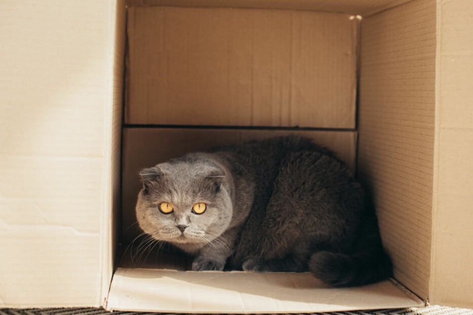 Empfinden Katzen Stress, ziehen sie sich gerne in eine Kiste zurück.