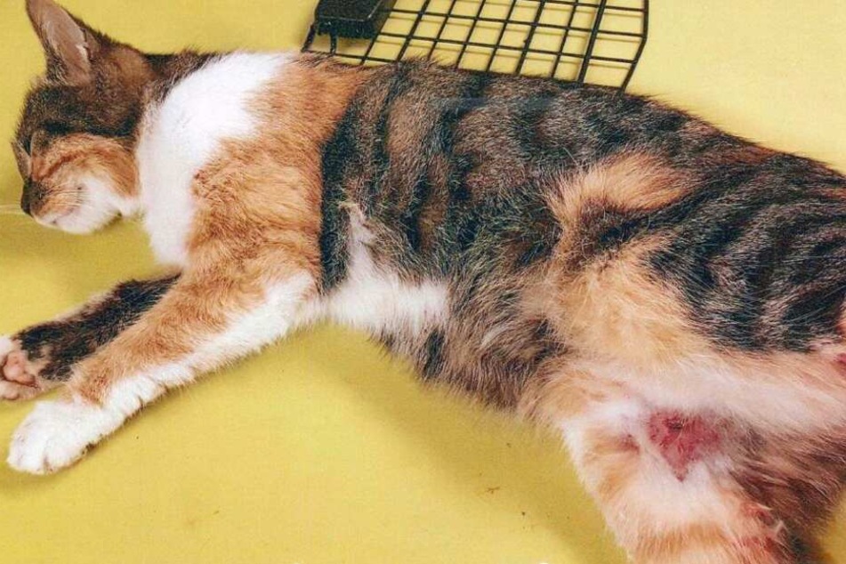 Die Katze hatte schwere Verletzungen, überlebte nur mit großen Glück.