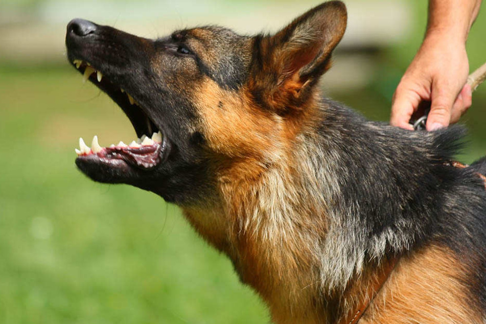 Als der Elfjährige in Naundorf aus dem Schulbus stieg, sah er den freilaufenden Schäferhund. (Symbolbild)