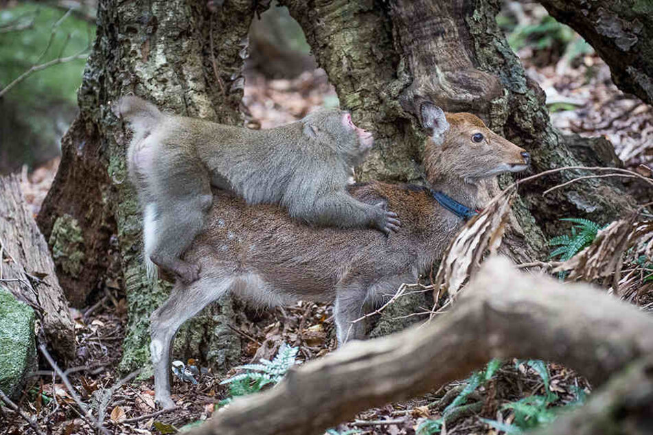 Nanu? Dieser Affe hat sich offenbar tierisch in eine Hirschkuh verliebt.