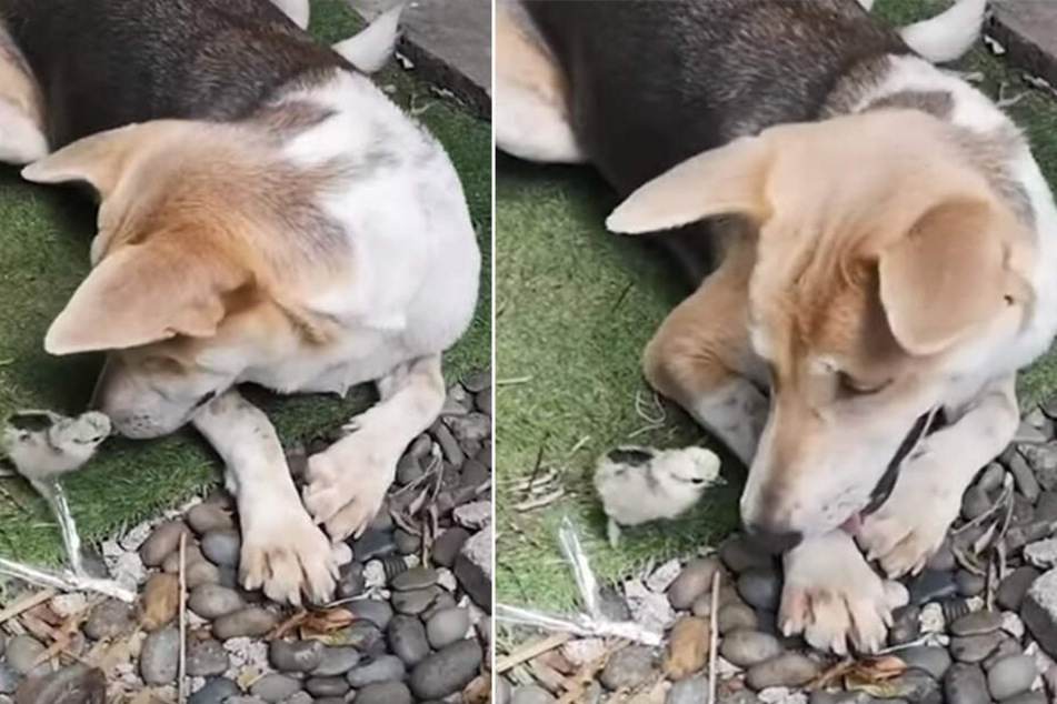 Rührende Tier Freundschaft Hund Rettet Einem Küken Das Leben