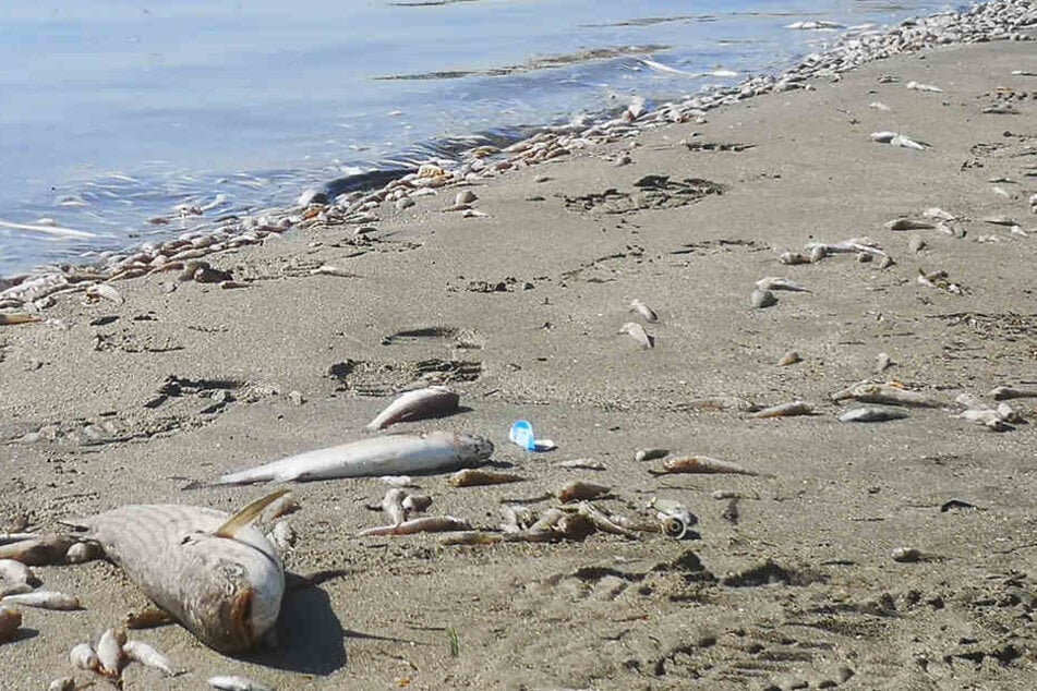 Tote Fische liegen am Strand am Mar Menor.