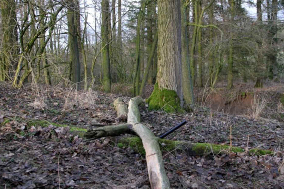 Dieser Baum fiel dem 16-Jährigen beim Fällversuch auf den Kopf.