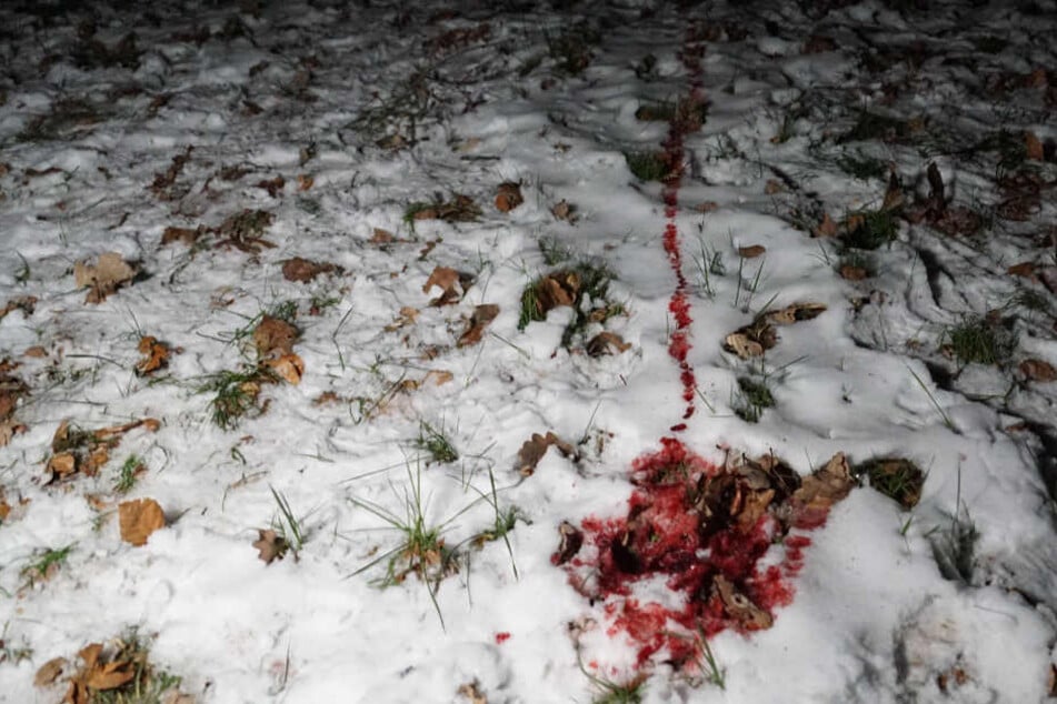 Die meterlange Spur. Möglicherweise wurde ein Wildtier angefahren, schleppte sich weiter.