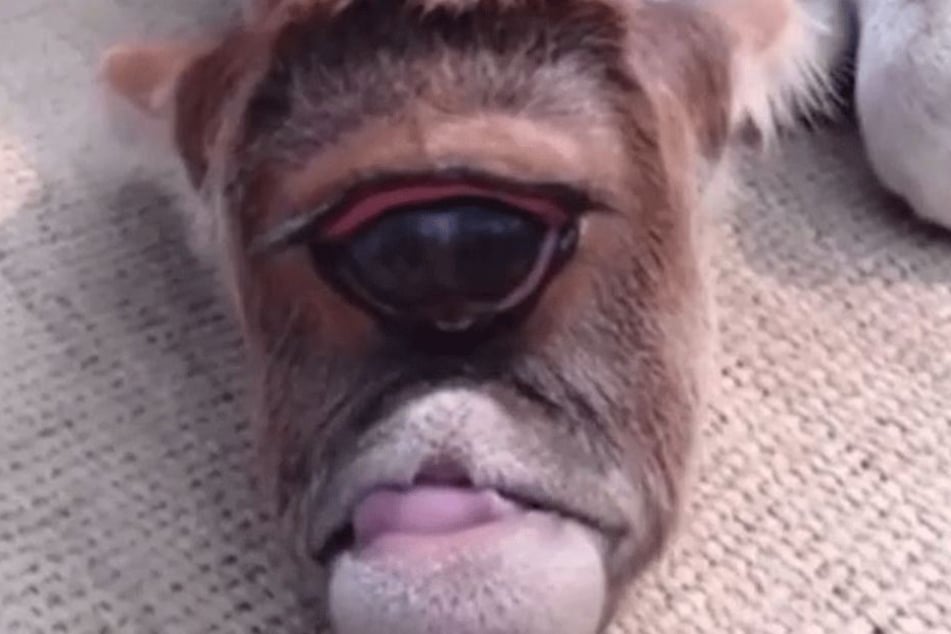 Dieses arme Kalb wird wohl nicht lange leben.