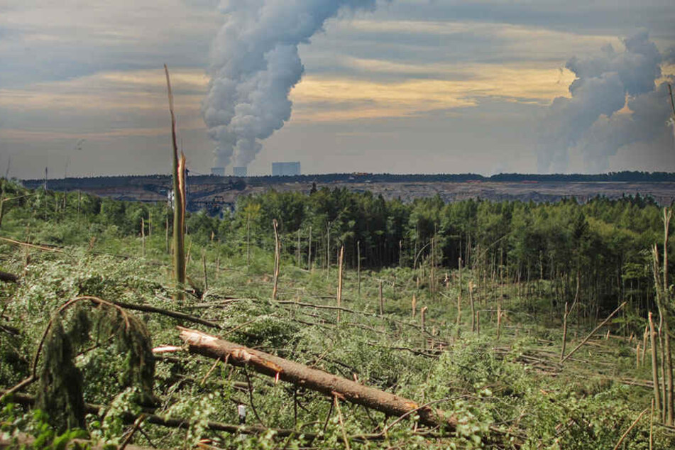 Erhöhter CO2-Ausstoß beschleunigt den Klimawandel und damit steigen die Stressfaktoren für Wälder. (Bildmontage)