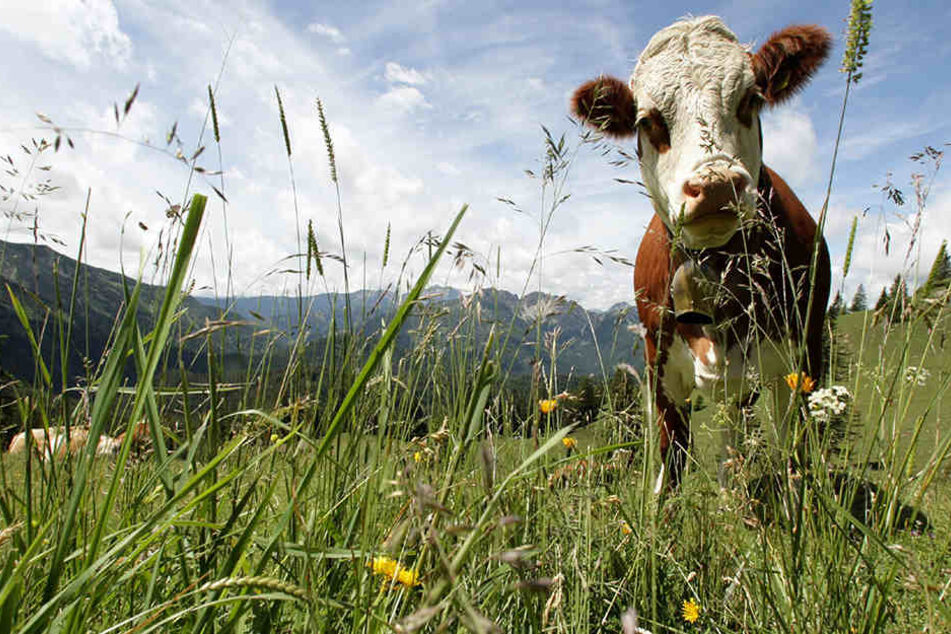 Die trächtige Kuh wurde von einem unbekannten Täter bestialisch zugerichtet.