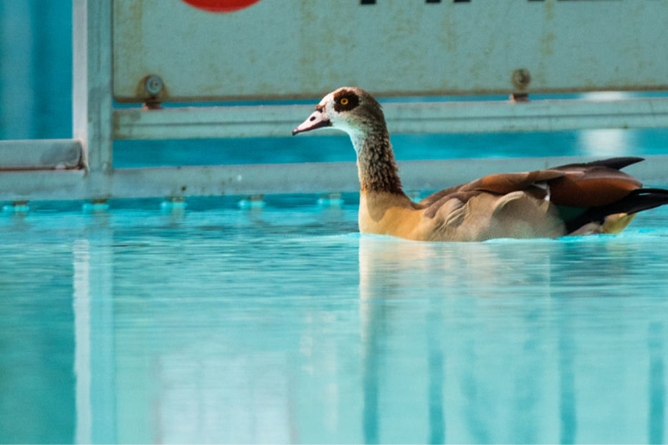 Die ursprünglich aus Nordafrika stammenden Vögel hatten das Frankfurter Freibad in Massen bevölkert.