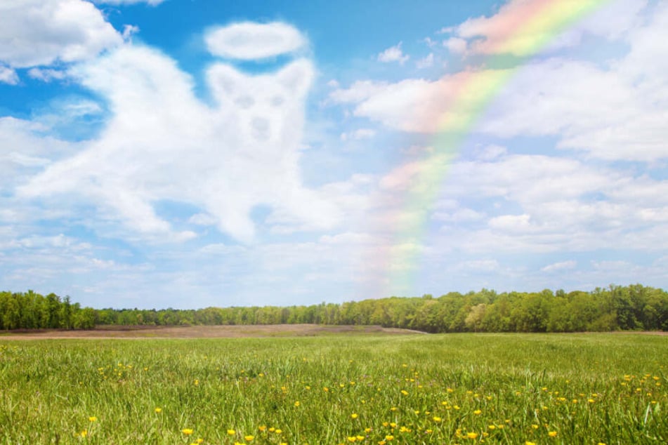 Der kleine Hund ist jetzt "über die Regenbogenbrücke" gegangen.