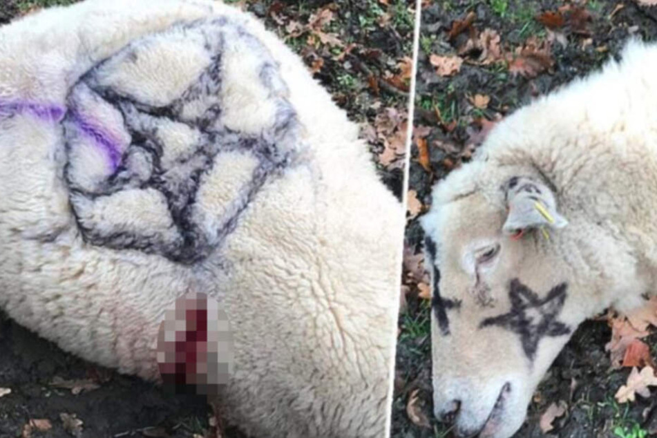 Tote Schafe mit Pentagrammen gefunden: Ganzer Ort in Angst vor Satanisten!