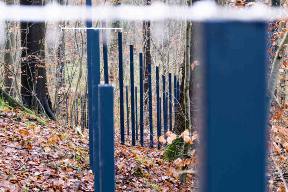 Teile des neuen Grenzzauns zwischen Deutschland und Dänemark stehen im Wald.