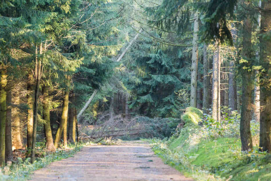Das Betreten der Wälder nach dem Sturm ist lebensgefährlich.