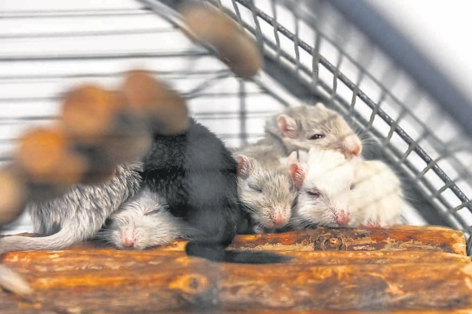 Tina und ein weiteres Weibchen wurden aus nicht artgerechter Haltung befreit.