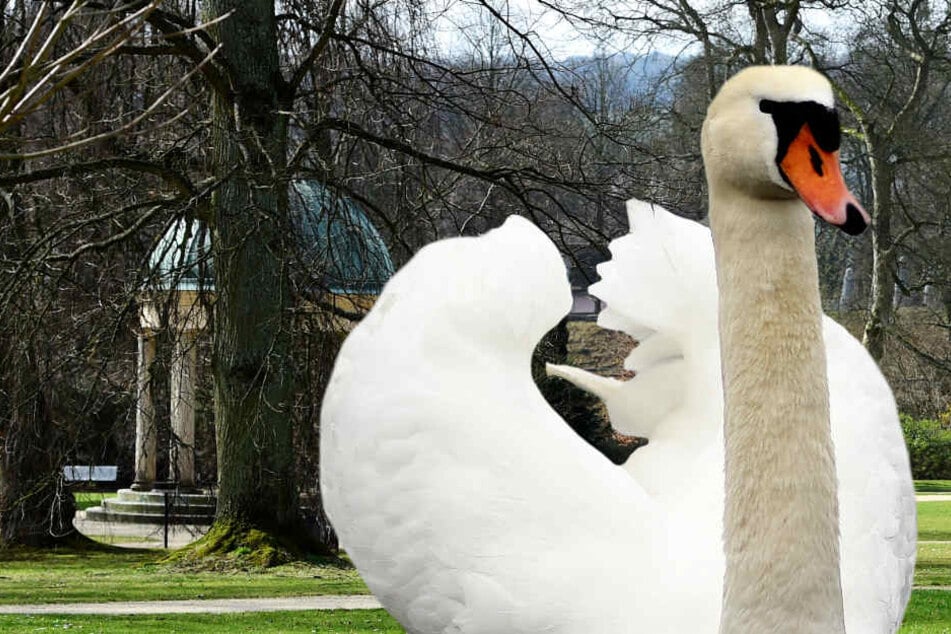 Treibt sich im Kurpark von Bad Zwesten ein aggressiver Schwan herum (Symbolbild)?