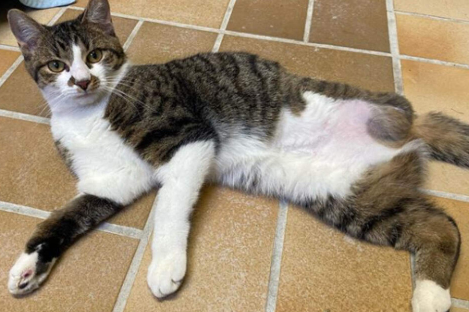 Um das Leben der Katze zu retten, musste ein Bein amputiert werden.