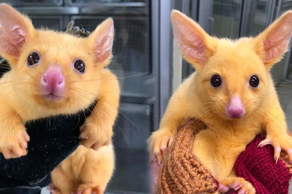 Das süße Opossum-Baby sieht aus wie "Pikachu".