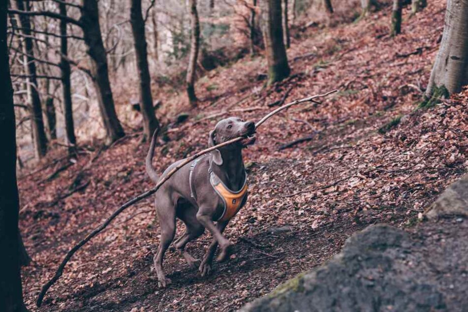 Die Auswahl an reflektierendem Hundezubehör ist groß.