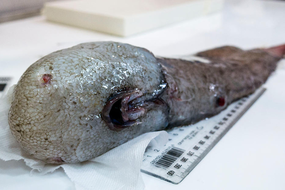 Nicht schön, aber selten: Der "Fisch ohne Gesicht".