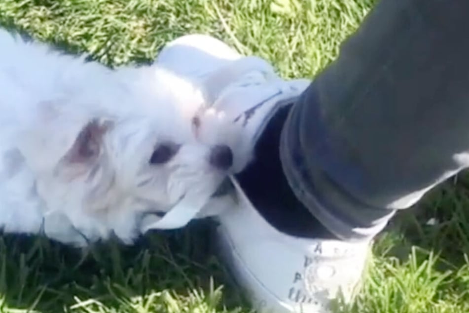 Rocky spielt mit dem Schnürsenkel von Carinas Schuh.