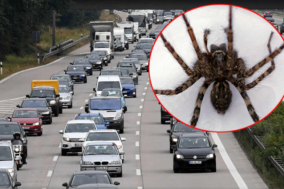 Eine junge Dame hielt aus Furcht vor einer Spinne ihren Pkw mitten auf der Autobahn an und flüchtete aus ihrem Wagen.