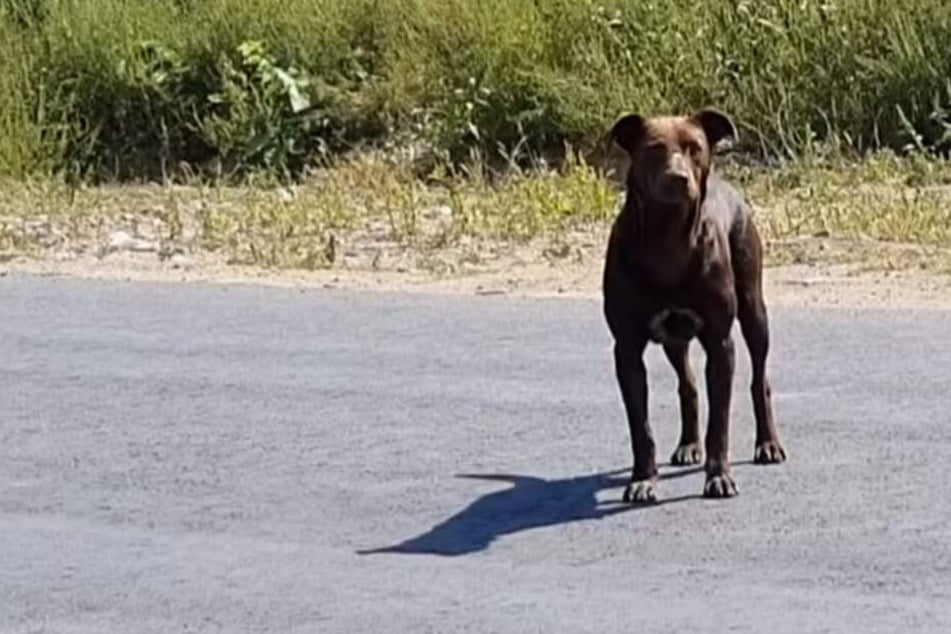 Jeden Tag wartete der Hund an derselben Stelle.