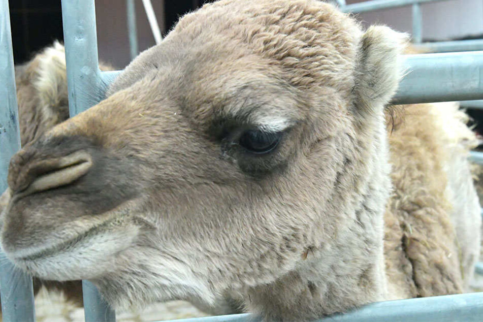 In der Manege noch nicht bei den Darbietungen zu sehen: Das Nachwuchs-Dromedar.