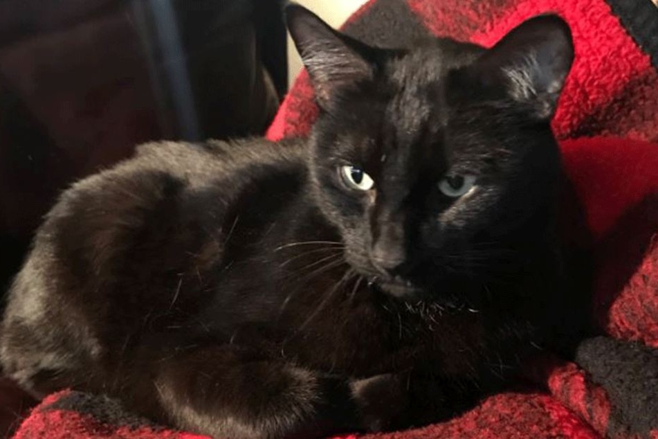 Panther wie er leibt und lebt.