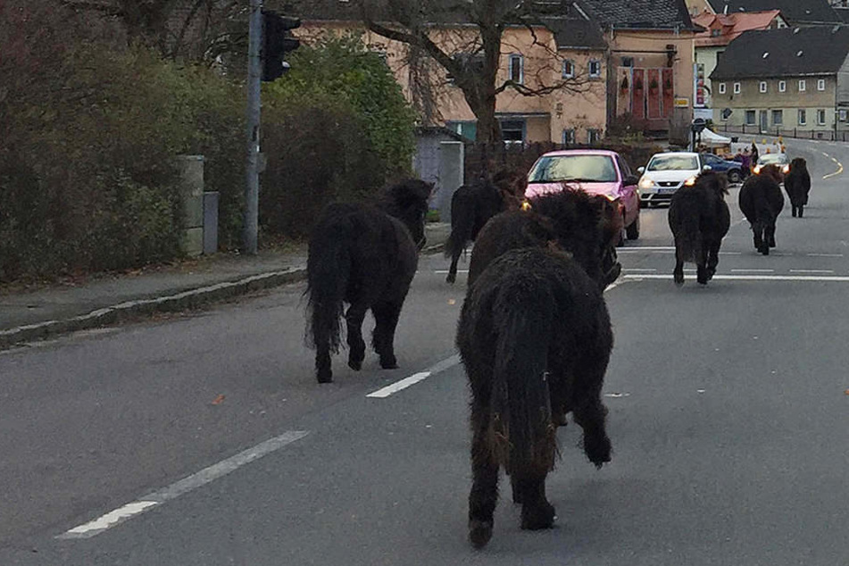 Im Ponygalopp durch Wüstenbrand: Die Pferde waren ausgebüxt.