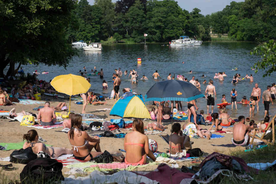 Im Tegeler See wird derzeit vorm Baden gewarnt. Blaualgen haben das Gewässer befallen.