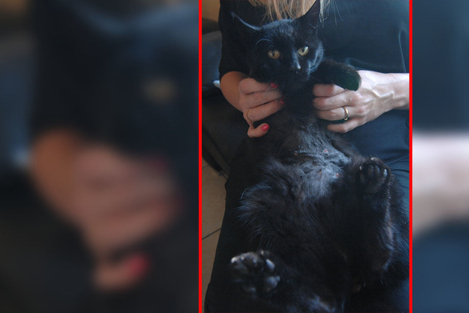 Der Katze "Miezi" geht es inzwischen wieder ganz gut.
