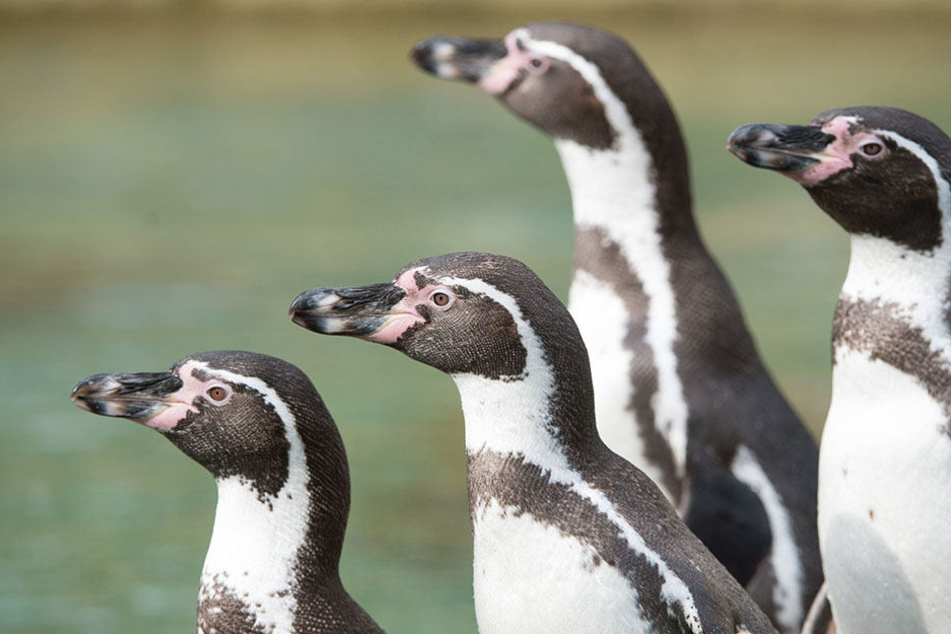 Die Humboldt-Pinguine zählen seit 1972 zu den Besucherlieblingen im Dresdner Zoo.