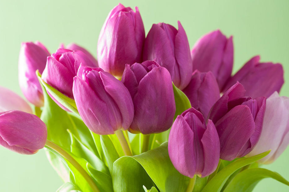 So ein Strauß sieht schön aus, kann aber gefährliche Pestizide enthalten. Am meisten belastet sind Rosen.