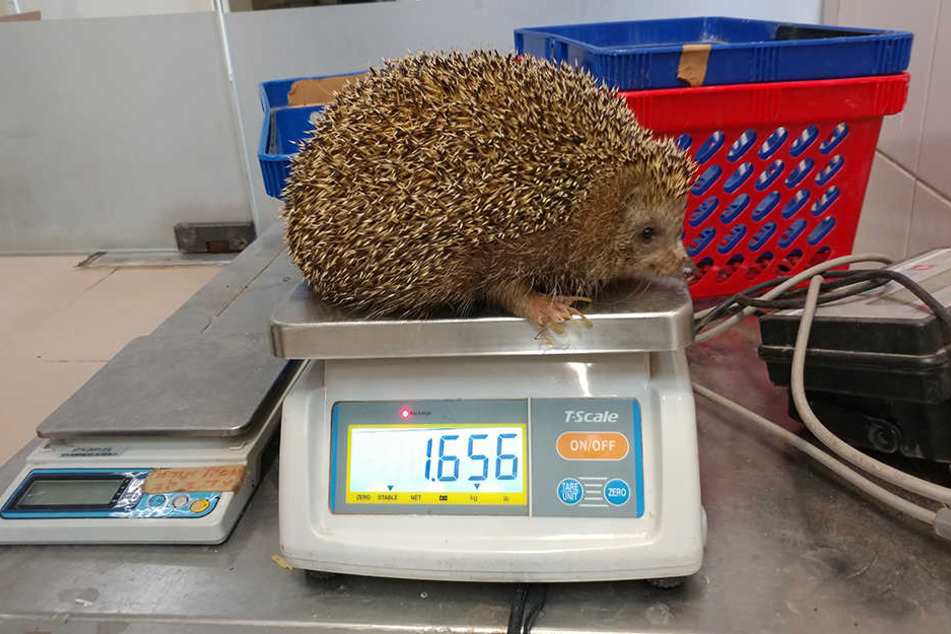 Igel Sherman ist doppelt so schwer wie seine Artgenossen.
