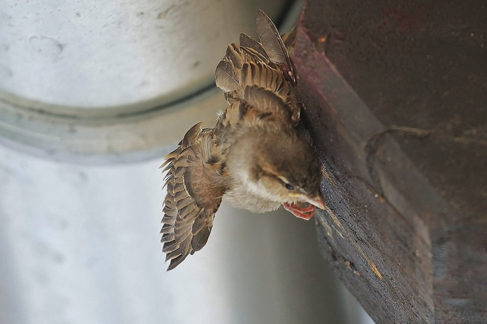 Der Spatz hing unter einem Dachgiebel fest.