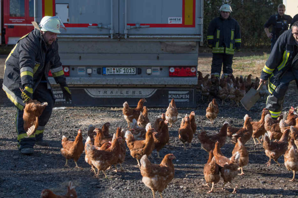 Rund 500 Hühner überlebten das Feuer.