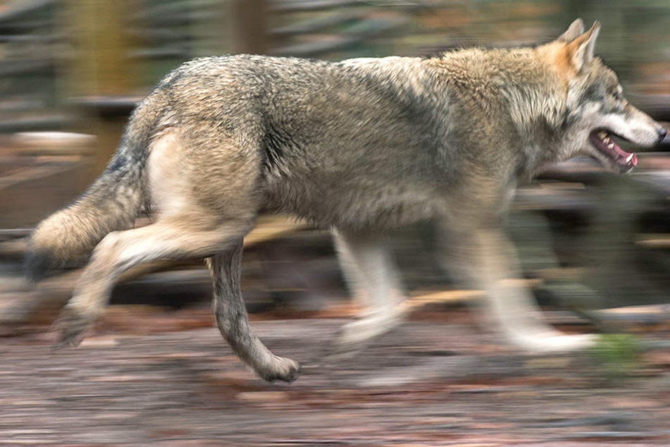 Ein Wolf musste in Sachsen erschossen werden.
