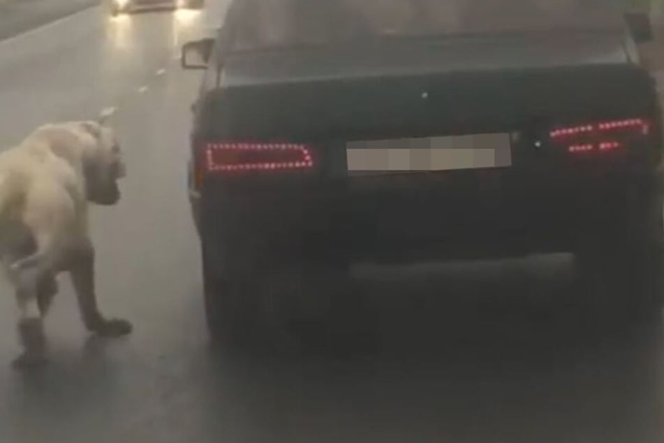 Erschöpft lief der Hund an der Leine neben dem Auto her.