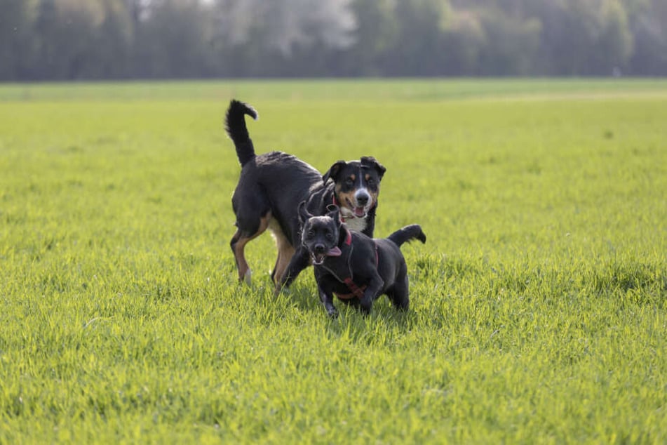 Die Staatsanwaltschaft geht nicht davon aus, dass die Hunde Wildtiere gejagt haben, als sie erschossen wurden. (Symbolbild)