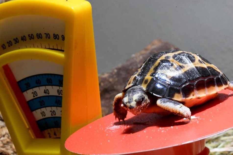 Eine zehn Tage junge Madagassische Spinnenschildkröte sitzt bei der alljährlichen Inventur des Zoos Hannover auf der Waage.